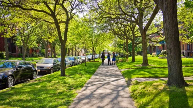 tree lined neighborhood