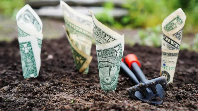 dollar bills planted in soil