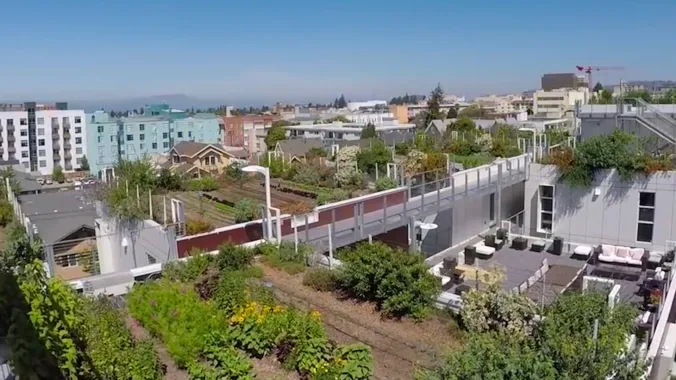 rooftop urban garden with buildings in backgorund