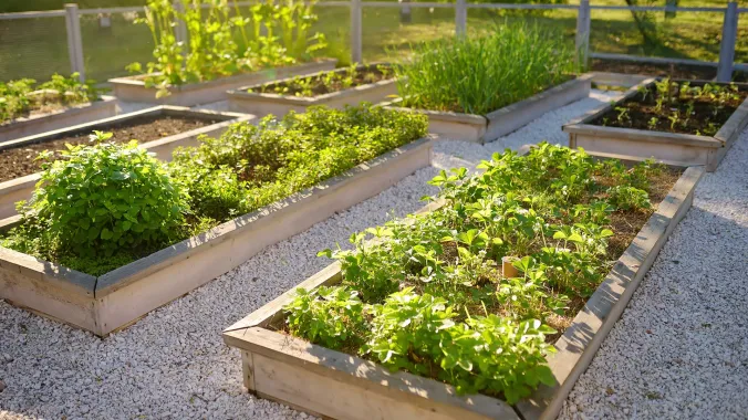 garden of plants and vegetables in raised plots