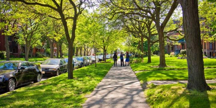 tree lined neighborhood