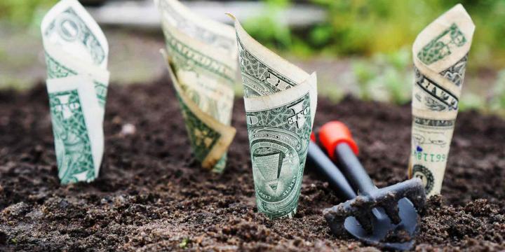 dollar bills planted in soil