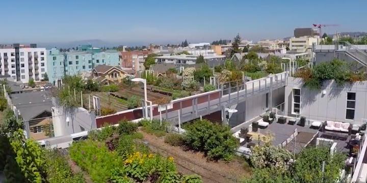 rooftop urban garden with buildings in backgorund