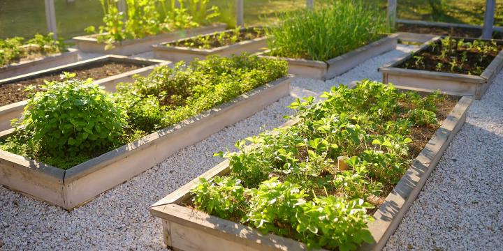 garden of plants and vegetables in raised plots